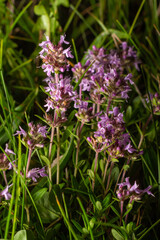 The macrophoto of herb Thymus serpyllum, Breckland thyme. Breckland wild thyme, creeping thyme, or elfin thyme blossoms close up. Natural medicine. Culinary ingredient and fragrant spice in habitat