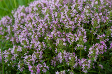 Obraz premium The macrophoto of herb Thymus serpyllum, Breckland thyme. Breckland wild thyme, creeping thyme, or elfin thyme blossoms close up. Natural medicine. Culinary ingredient and fragrant spice in habitat