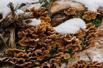 Group of fungus Stereum subtomentosum on tree trunk with snow