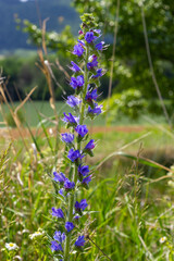 Echium vulgare. beautiful wildflowers. blue flowers, summer floral background. close-up. bokeh. beautiful nature. blooming meadow in sunny weather