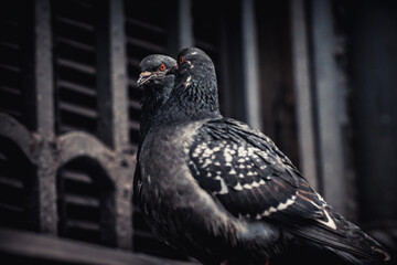 pigeon in the city
pigeon
bird
eye bird 
retro bird