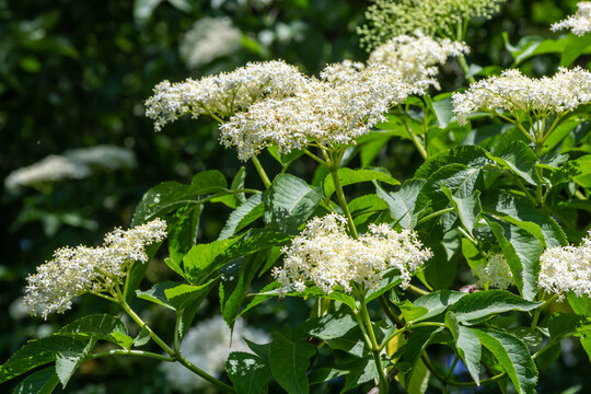 Black sambucus Sambucus nigra white flowers blossom. Macro of delicate flowers cluster on dark green background in spring garden. Selective focus. Nature concept for design - Powered by Adobe