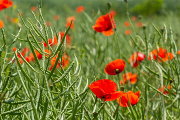 Common names for Papaver rhoeas include corn poppy, corn rose, field, Flanders, red or common poppy