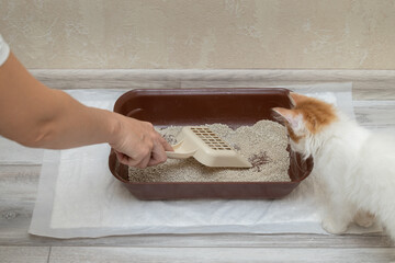 tray with filler for a small kitten