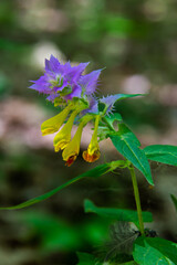 Melampyrum. Field flower. The flower of a cowwheat growing on a summer meadow