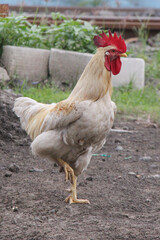 The white rooster stands up and raises one leg, selective focus.