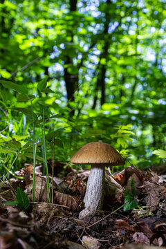 Delicious fungus boletus, Leccinum scabrum in a wood. summer day, in the natural environment