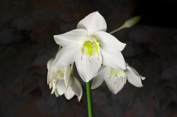Fototapeta na wymiar Amazon lily, Eucharis lily, Eucharis grandiflora, beautiful white flower.