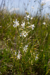 Fragile white and yellow flowers of Anthericum ramosum, star-shaped, growing in a meadow in the wild, blurred green background, warm colors, bright and sunny summer day