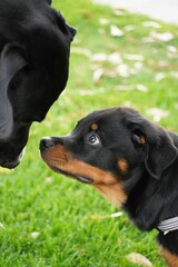 Vertical shot of a cute rottweiler puppy with its mom