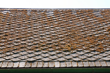 moss and algae on slate roof tiles