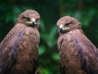 portrait two aguila pomarina on a green background