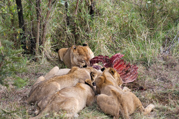 Fototapeta premium Lions eating in Kruger NP