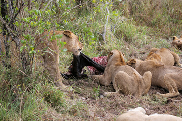Lions eating in Kruger NP