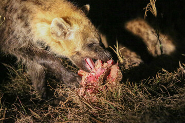 Hyena eating in Kruger NP