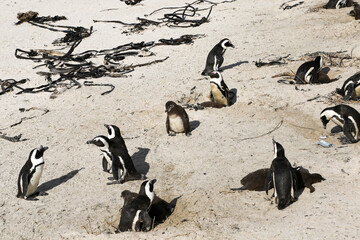African penguins in cape town