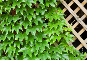Garden trellis covered with green ivy.