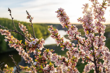 cherry branches in spring time. cherry flowers in spring. blurred background