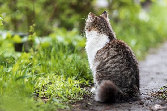 domestic cat sits with its back on the path, the cat is waiting for the owner
