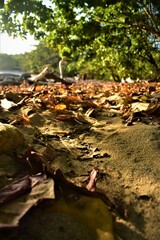 Photo of dead leaves forest