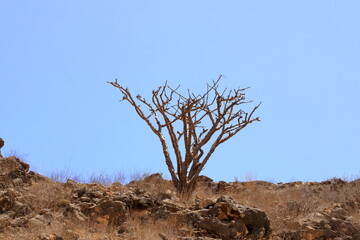 Frankincense trees in Dhofar mountains, Oman