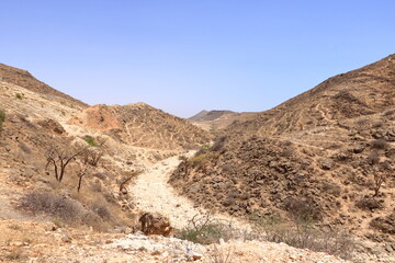 Fototapeta na wymiar Landscape with Frankincense trees in Dhofar mountains, Oman