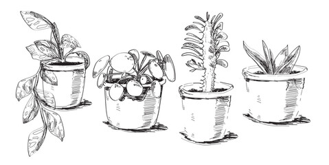 pilea indoor plant drawing of different home plants hobbies gardening home illustration line draw on white background