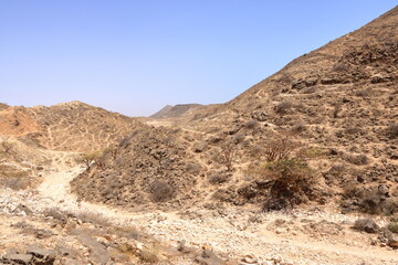 Frankincense trees in Dhofar mountains, Oman