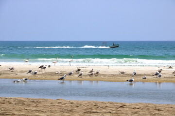 sea seagulls and pelicans at the coastline near salalah, oman