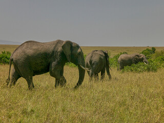 Naklejka na ściany i meble African Elephant in the grassland of the Masai Mara Kenya