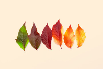 Close up Autumn leaves green red yellow gradient color on beige background. Natural fallen autumn leaves as poster, autumn concept change seasons, flat lay with colors foliage, minimal style