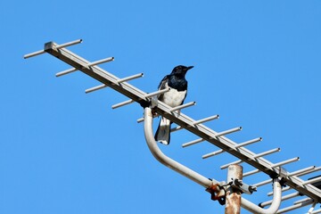 Eurasian magpie bird on an antenna with blue clouds above it