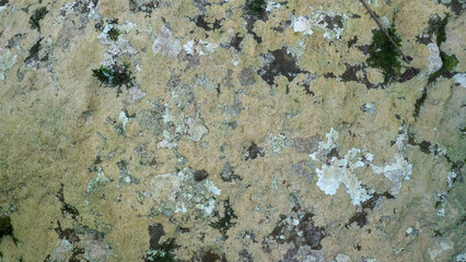 mossy and moldy bark on a tree as a background