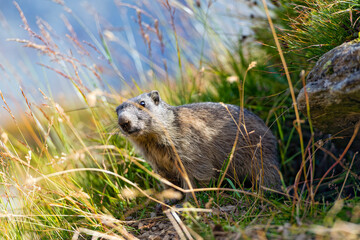marmot in the grass