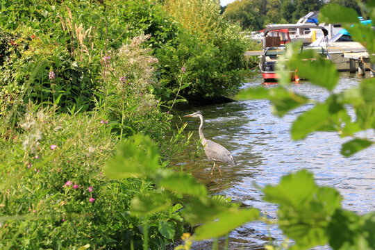Grey heron (Ardea cinerea) at the Havel River in near werder in Germany