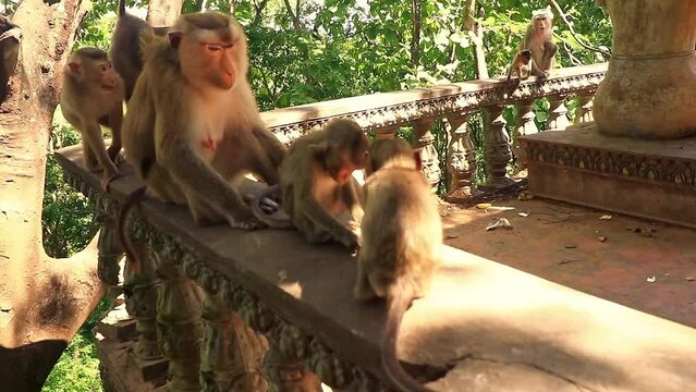 Two baby macaque monkey fighting over a banana at Phnom Srey and Phnom Pros Temple in Kampong Cham, Cambodia