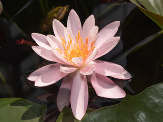 Pink water lily with yellow pistils in the middle, latin name Nymphaea