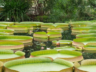 The leaves of the giant water lilies with the Latin names Victoria amazonica and the Victoria...