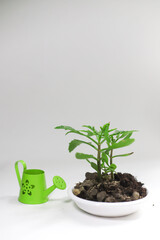 earth is poured in a white stand and a green plant grows from the earth, symbolizing care for the environment. for screensaver advertising banners flyers business cards