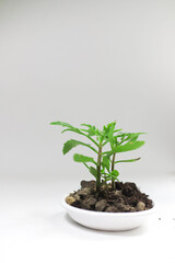 earth is poured in a white stand and a green plant grows from the earth, symbolizing care for the environment. for screensaver advertising banners flyers business cards