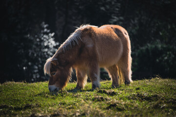 Pony auf der Weide