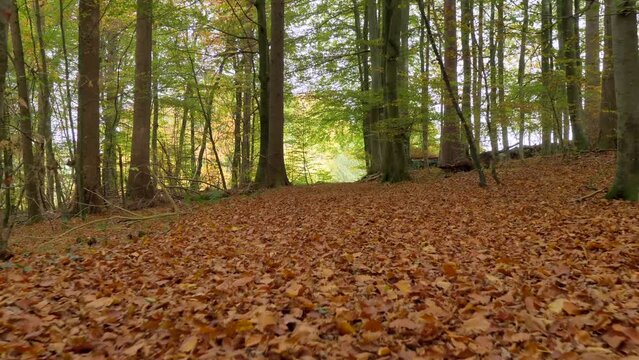 Buchen mit bunten Blättern im Herbst, Bayern, Deutschland