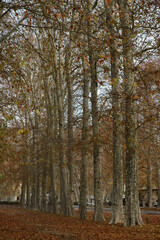 Platane , Platanus x acerifolia