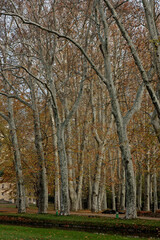 Fototapeta premium Platane , Platanus x acerifolia