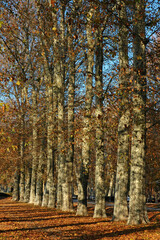 Platane , Platanus x acerifolia