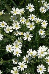 Céraiste des champs, Cerastium arvense