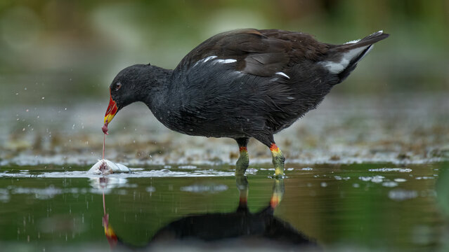 Moorhen, Gallinula chloropus, standing in the water of a pool feeding on a fish. The photo is taken at a low level with the water
