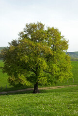 Fototapeta na wymiar Chêne pédonculé, Quercus robur