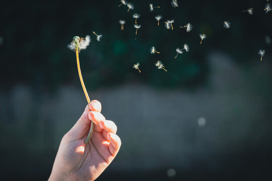 Pusteblume pusten