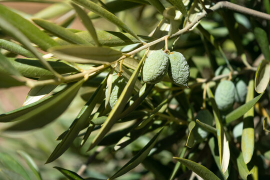 Rama de olivo – macassar.